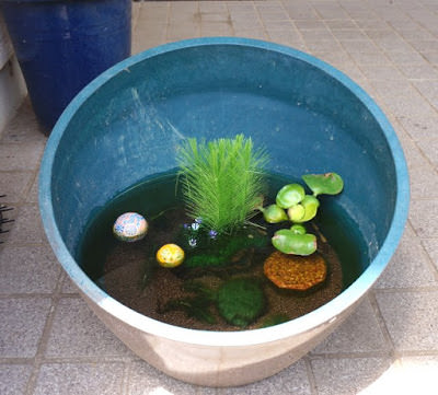ビオトープ 作り方 メダカ 睡蓮鉢でメダカのビオトープを作る方法！失敗しない土・水・レイアウトとは