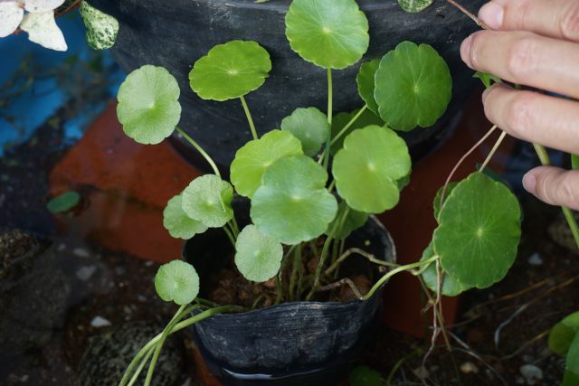 水草 ビオトープ ビオトープの水草選び！越冬できて育てやすい水草の選び方│パピファ